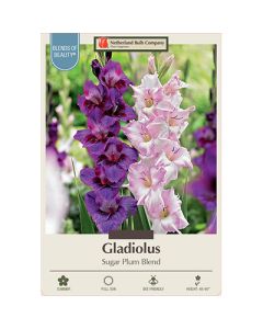 Gladiolus 'Sugar Plum Mixture'