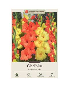 Gladiolus 'Sunset Mixture'