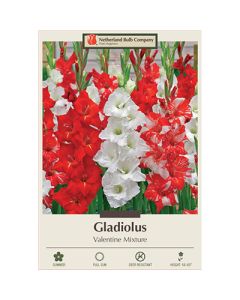 Gladiolus 'Valentine Mixture'