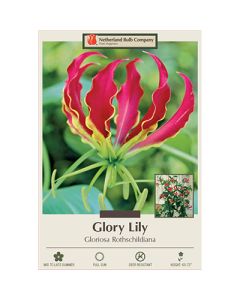 Gloriosa, Glory Lily