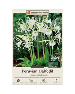 Hymenocallis, Peruvian Daffodil