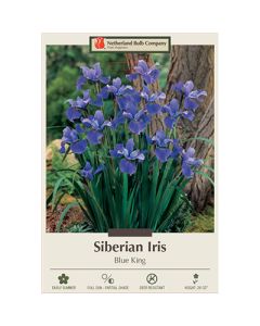 Iris, Siberian Iris 'Blue King'