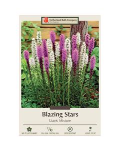 Liatris 'Blazing Stars Mixture'