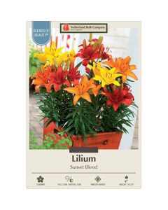 Lilium 'Sunset Blend'