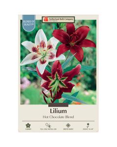 Lilium 'Hot Chocolate Blend'