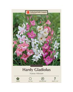 Gladiolus, Hardy Gladiolus 'Nanus Mix'