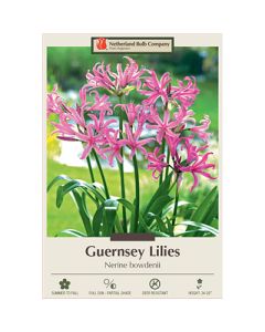 Nerine, Guernsey Lily