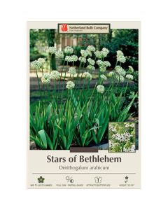 Ornithogalum, Star of Bethlehem