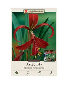 Sprekelia, Aztec Lily