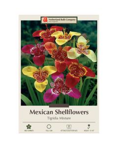 Tigridia, Mexican Shellflower