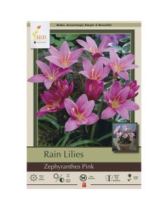 Zephyranthes, Rain Lily 'Pink'