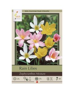 Zephyranthes 'Rain Lily Mix'