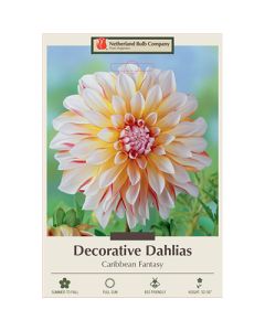 Dahlia, Decorative 'Caribbean Fantasy'