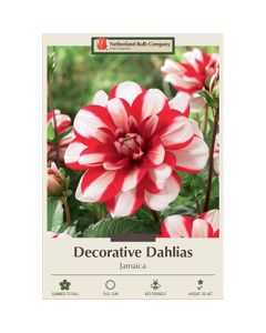 Dahlia, Decorative 'Jamaica'