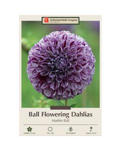 Dahlia, Ball  'Marble Ball'