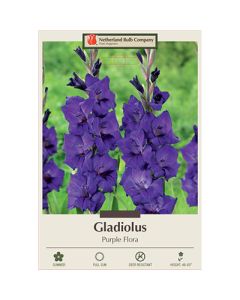 Gladiolus, Large Flowering 'Purple Flora'