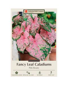 Caladium, Fancy Leaf 'Pink Beauty'