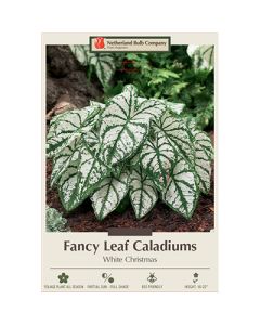 Caladium, Fancy Leaf 'White Christmas'