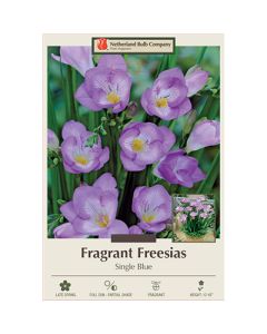 Freesia, Single Flowering 'Blue'