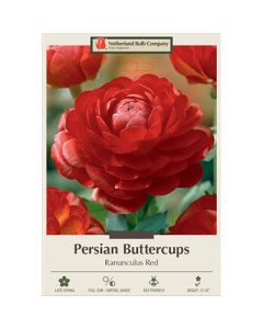 Ranunculus, Persian Buttercup 'Red'