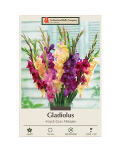 Gladiolus 'Mardi Gras Mixture'