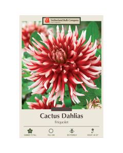 Dahlia, Cactus 'Friquolet'