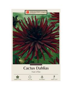 Dahlia, Cactus 'Nuit d'Ete'