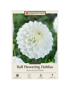 Dahlia, Ball 'Boom Boom White'