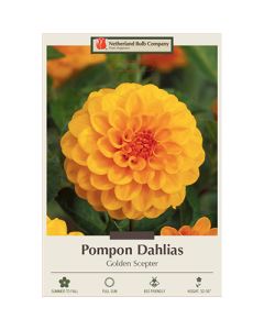 Dahlia, Pompon 'Golden Scepter'