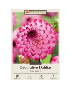 Dahlia, Decorative 'Little Robert'