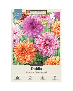 Dahlia 'Painter's Palette Blend' 