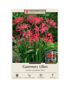 Nerine, Guernsey Lily 'Red'