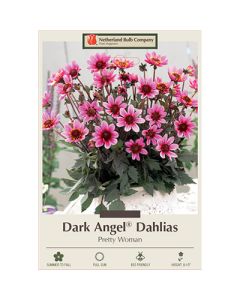 Dahlia, Dark Angel® 'Pretty Woman'