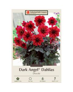 Dahlia, Dark Angel® 'Dracula'