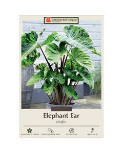 Colocasia, Elephant Ear 'Mojito'