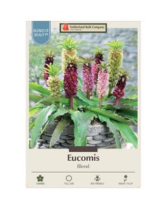 Eucomis, Pineapple Lily Blend