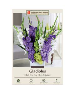 Gladiolus 'Glad You Are Here Mixture'