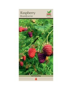 Rubus, Raspberry 'Brandywine'