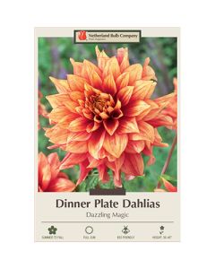 Dahlia, Dinner Plate 'Dazzling Magic'