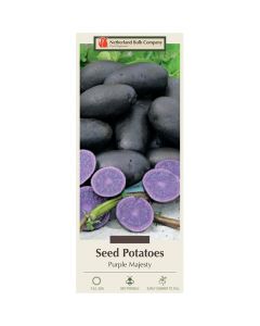 Solanum, Potato 'Purple Majesty'