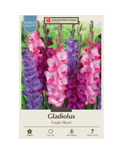 Gladiolus 'Purple Blend'