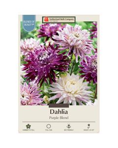 Dahlia 'Purple Blend'