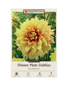 Dahlia, Dinner Plate 'Dazzling Sun'