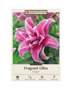 Lilium, Fragrant Lily 'Thalita®'