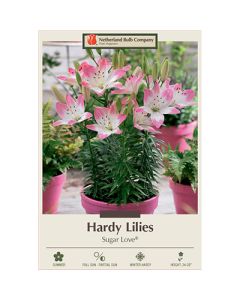 Lilium, Hardy Lily 'Sugar Love®'