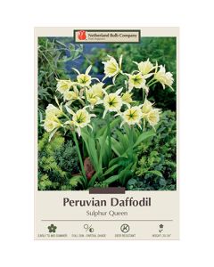 Hymenocallis, Peruvian Daffodil 'Sulphur Queen'