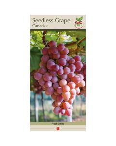 Vitis, Seedless Grape 'Canadise'