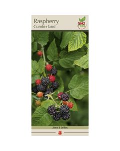 Rubus, Raspberry 'Cumberland'