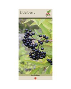 Sambucus, Elderberry