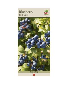 Vaccinium, Blueberry 'Earliblue'